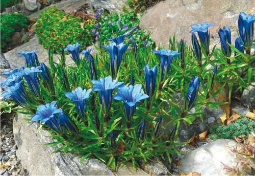 blomster gentian plante og pleje fotos