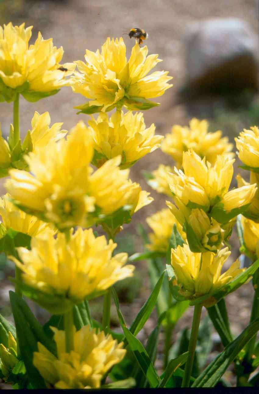 gentian flerårige plante- og plejefotos