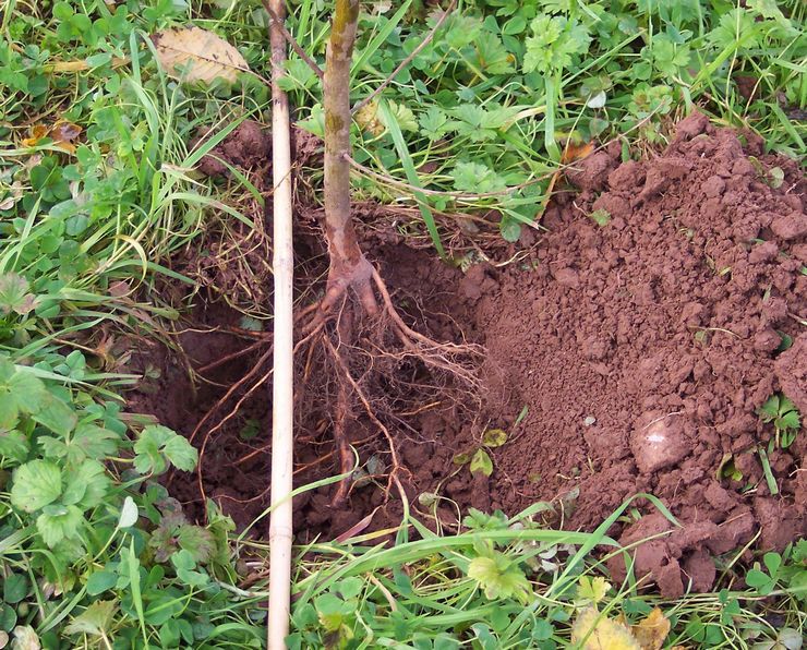 Plantning af en fersken på et permanent sted