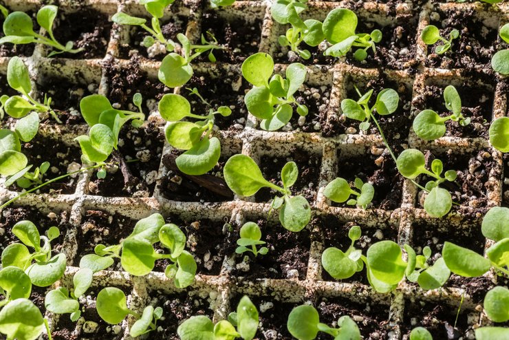 Sådan dyrkes petunia -frøplanter fra frø