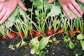 Hvis du tænker på, hvordan du planter radiser i åbent terræn. For ikke at gå pile, så prøv at løsne jorden og vand rodafgrøden dagligt. Eksperter anbefaler at fordele frø efter størrelse, før de plantes i åbent terræn.