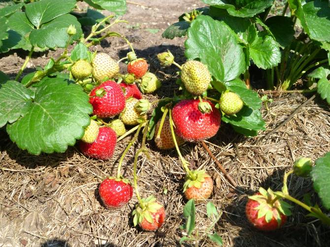Sådan plejer du jordbær efter plantning