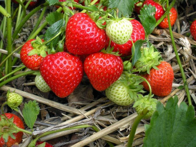 Forbereder remontant jordbær til overvintring