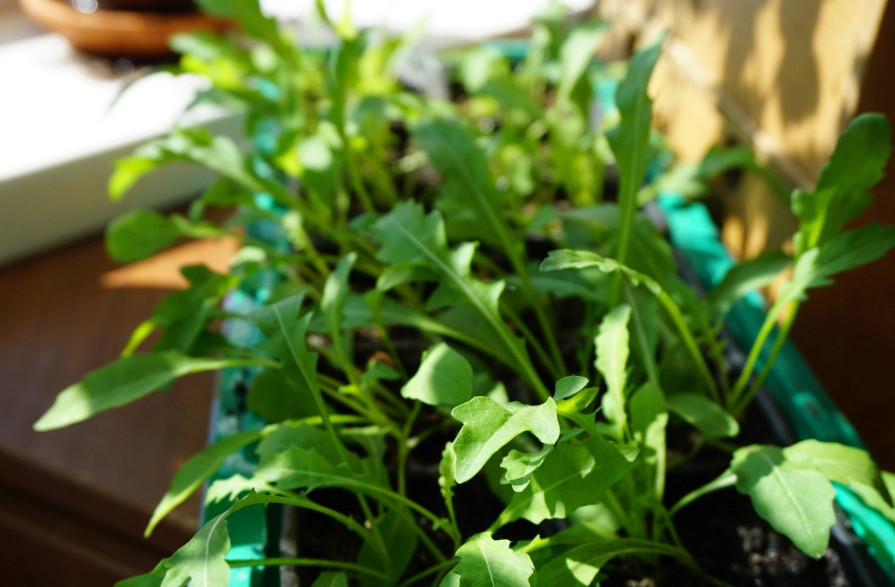 Πώς να καλλιεργήσετε ρόκα στο περβάζι. Καλλιέργεια ρόκας στο σπίτι