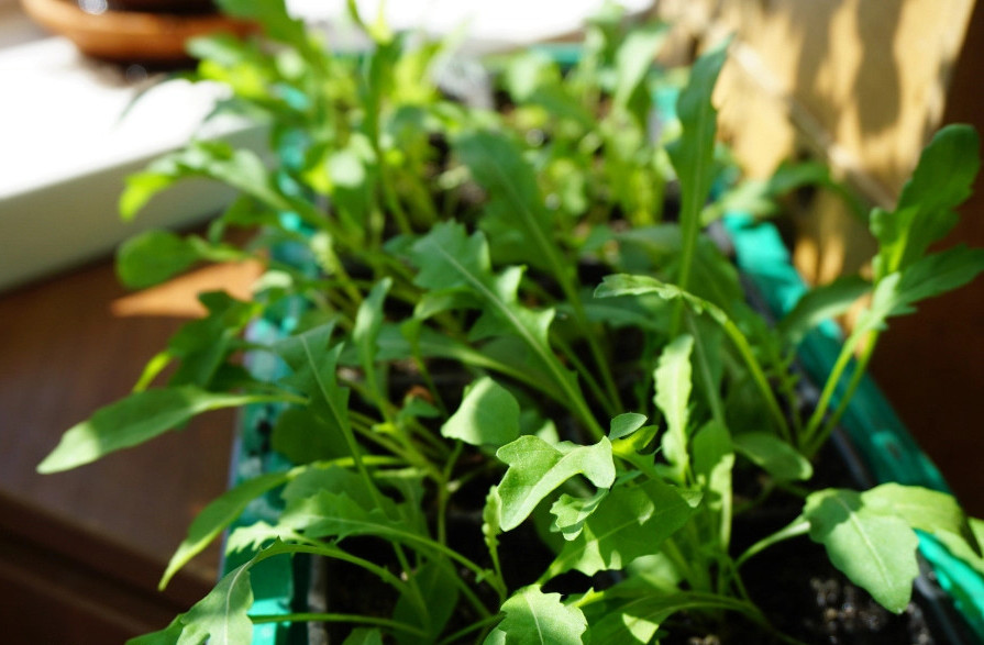 Sådan dyrkes ruccola på en vindueskarme. Voksende rucola derhjemme