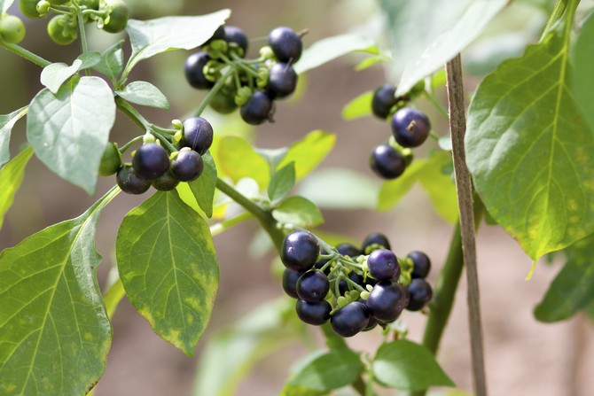 Sunberry - pestovanie a starostlivosť o bobule zo semien