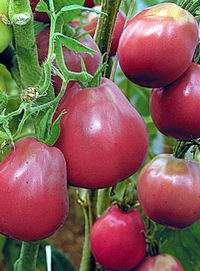 Japansk trøffel er en af ​​de nye sorter af tomater, som har fået sit navn fra frugtens oprindelige form.