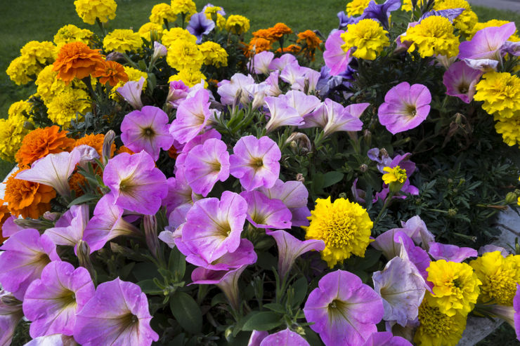 Πολυετή λουλούδια κήπου που ανθίζουν όλο το καλοκαίρι. Περιγραφή, τύποι. φωτογραφία