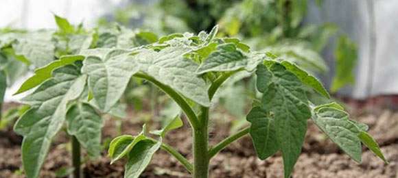 topdressing til tomatplanter med folkemedicin