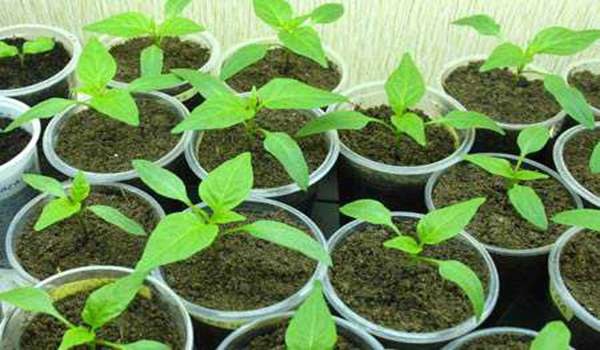 fodring af tomatplanter efter plukning med folkemedicin