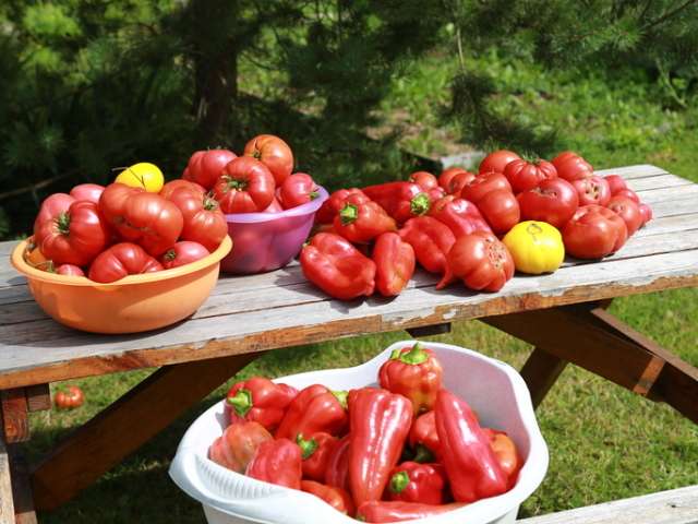 folkemedicin til fodring af tomatplanter