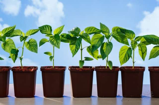 topdressing til tomatplanter med folkemedicin