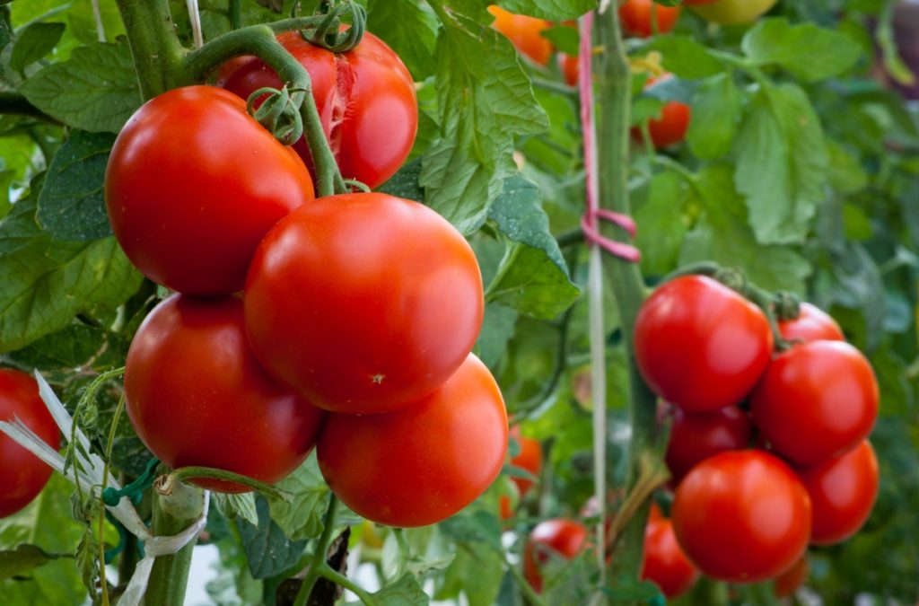 تغذية شتلات الطماطم والفلفل بالعلاجات الشعبية