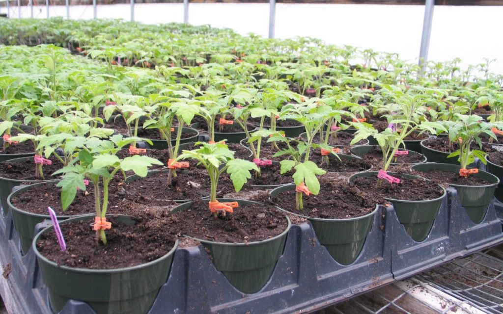 folkemedicin til fodring af tomatplanter