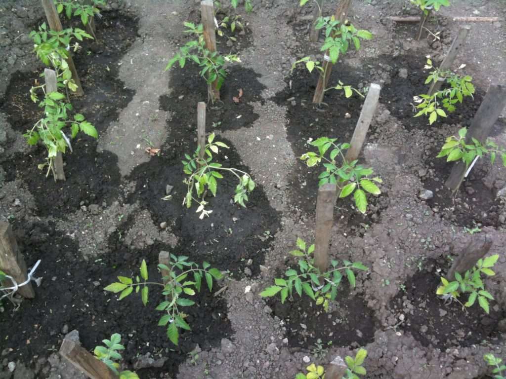 topdressing til tomatplanter med folkemedicin
