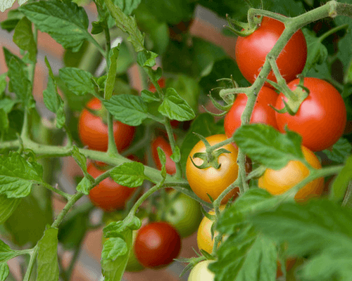 ruokkia tomaatti- ja pippuritaimia kansanlääkkeillä