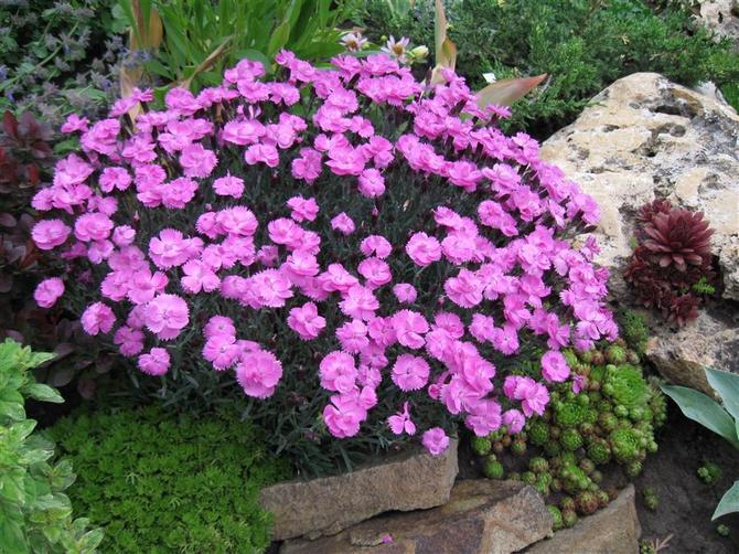 Valg af sted for blomster og farver på planter