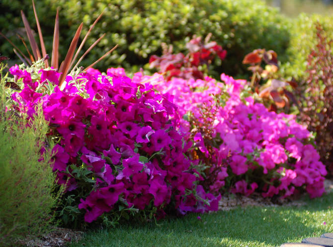 Lavvoksende enårige blomstrende planter