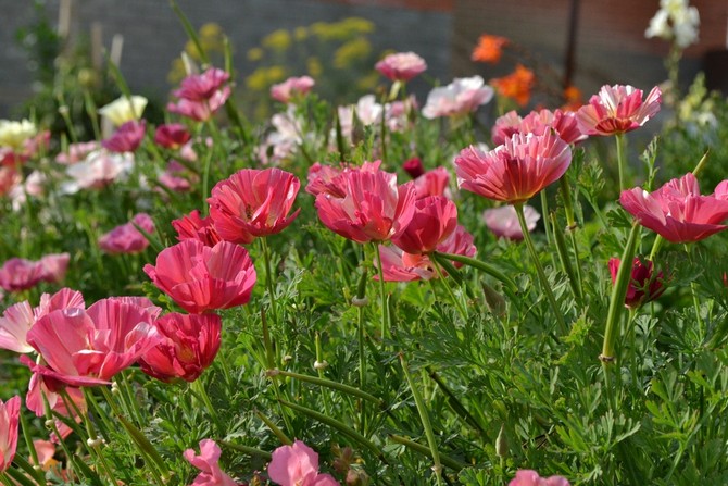 Mellemstore årlige blomster