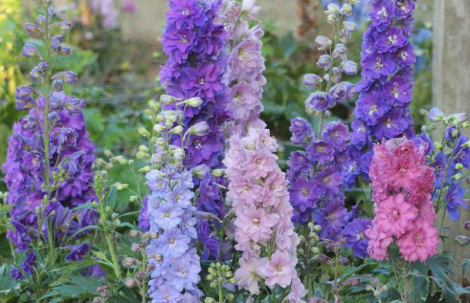 Høje blomstrende etårige