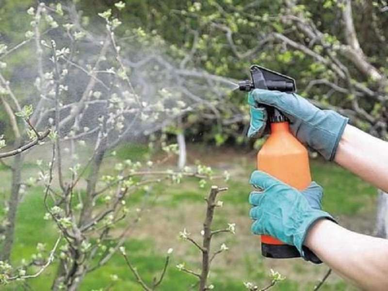 παρά να ψεκάσετε τον κήπο την άνοιξη πριν ανθίσει