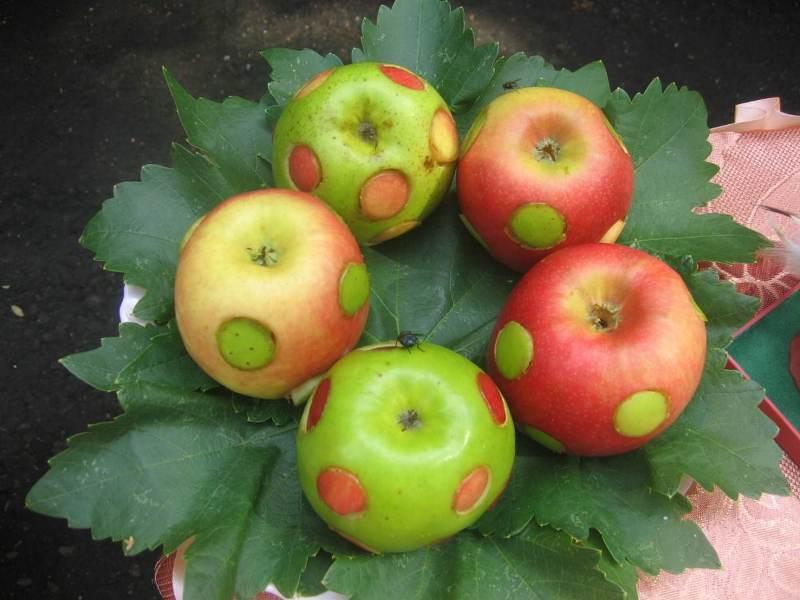 omena tallennettu päiväkodin käsitöihin