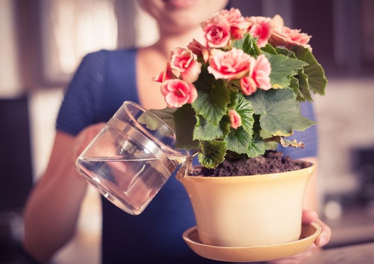 Τι νερό είναι καλύτερο να ποτίζετε λουλούδια