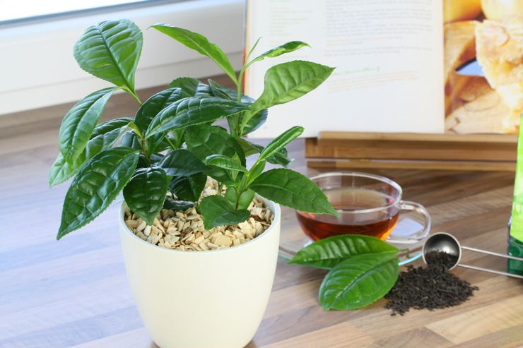 Είναι δυνατόν να ποτίζετε τα φυτά με τσάι και φύλλα τσαγιού