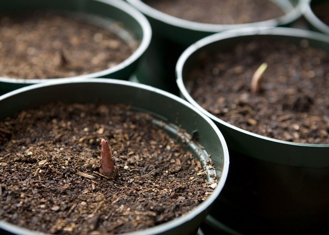 Reproduktion af caladium