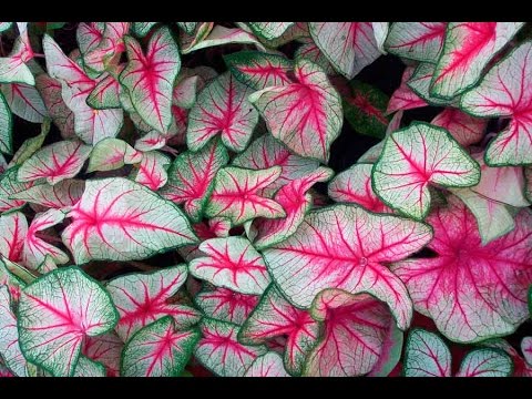 Caladium στη φωτογραφία