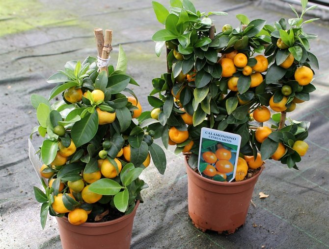 Calamondin ή citrofortunella (σπιτικό μανταρίνι) - φροντίδα στο σπίτι. Καλλιέργεια, μεταμόσχευση και αναπαραγωγή