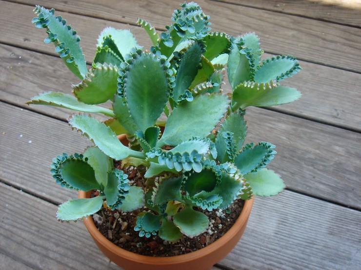 Kalanchoe pinnate