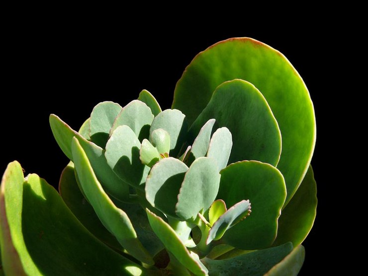 Kalanchoe storblomstret