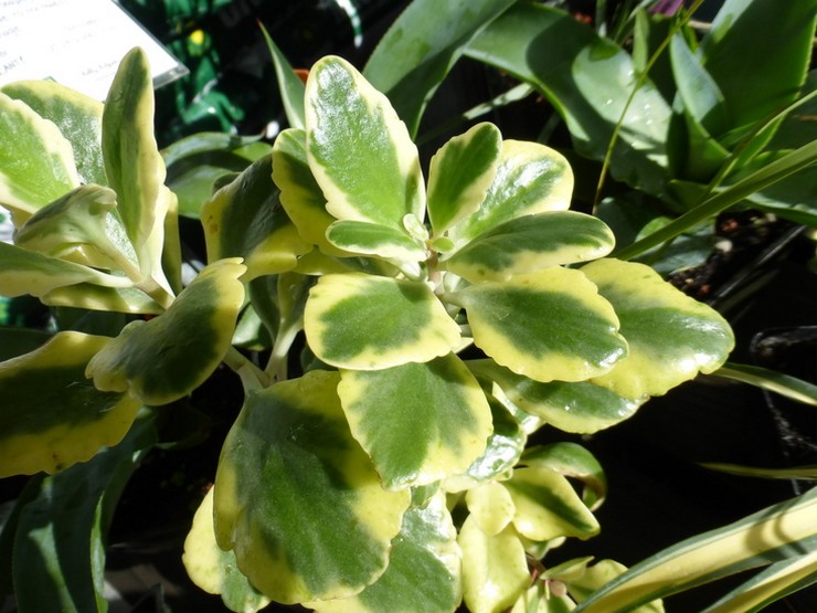 Kalanchoe fyrig