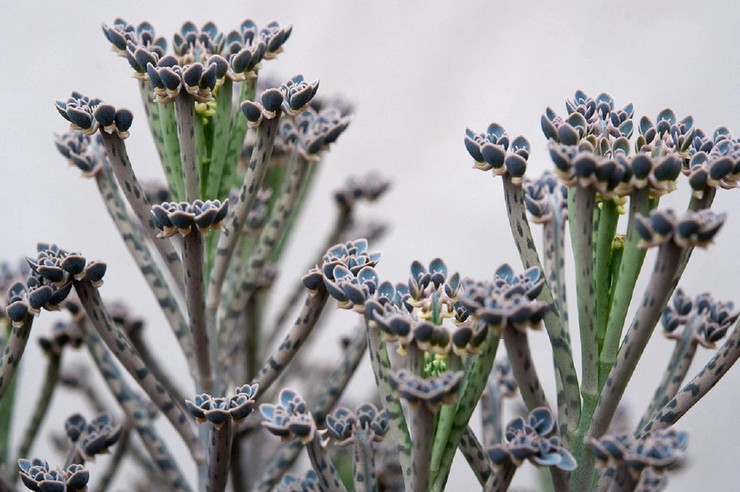 Kalanchoe rørformet