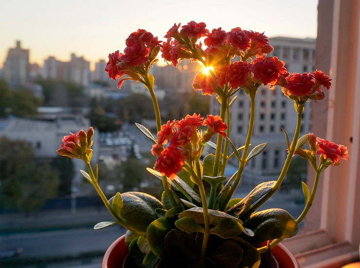 رعاية Kalanchoe في المنزل