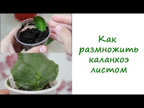 Sådan formeres en Kalanchoe med et blad. // Valentina Zemskova