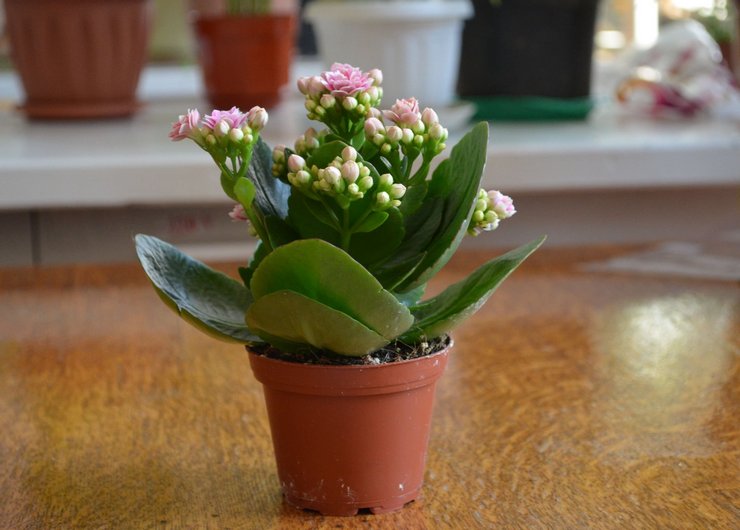 De helbredende egenskaber ved Kalanchoe