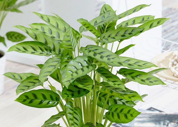 Calathea leopard