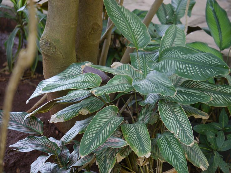 Dekoreret calathea