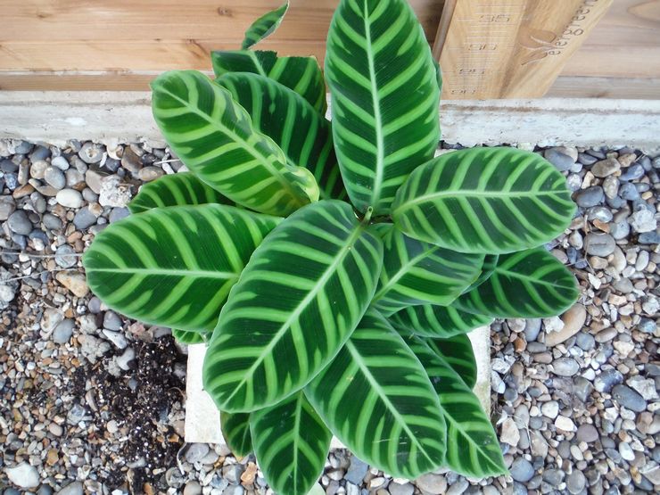 Calathea stribet eller zebralignende