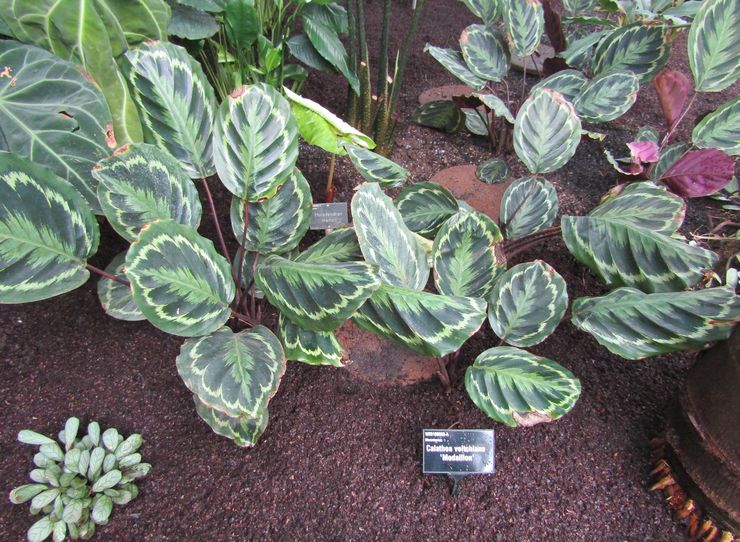 Calathea Veitch eller Vicha