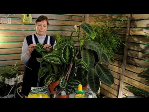 Calathea الرعاية المنزلية