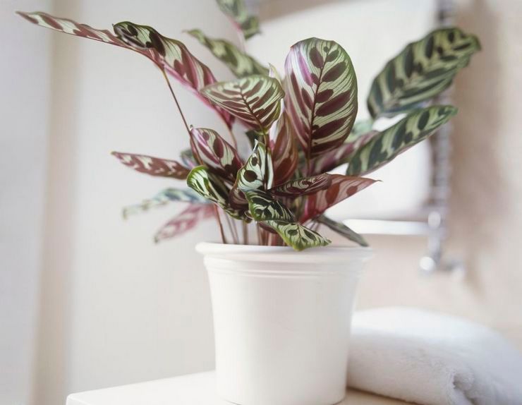 وضع سقي Calathea