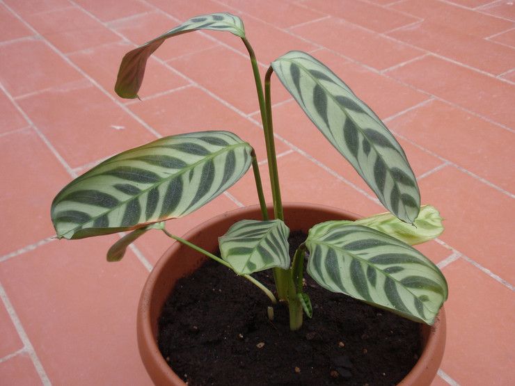 التربة ل calathea