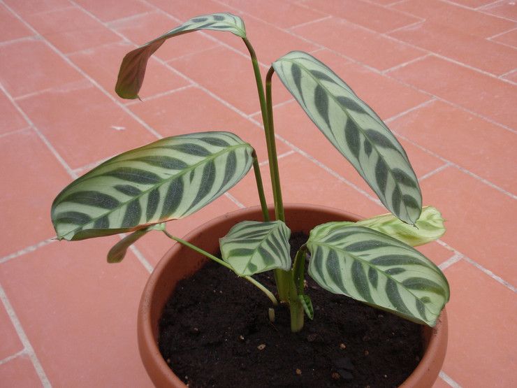 Jord til calathea