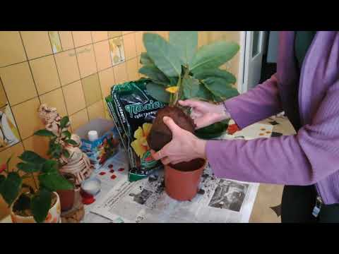 AthHvordan transplanteres Calathea Zebrina? Calathea + Lifehack: Sådan befugtes luften / Transplanter Calathea Zebrina!