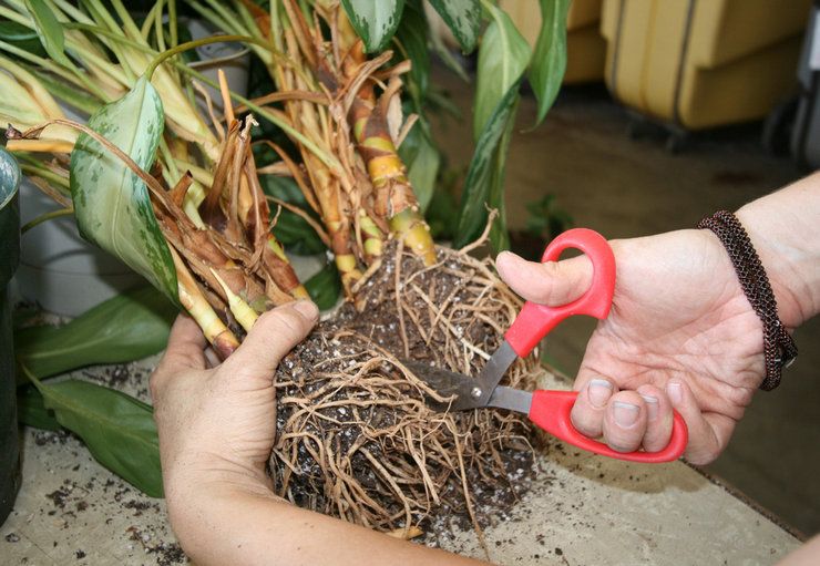 Avlsmetoder til calathea