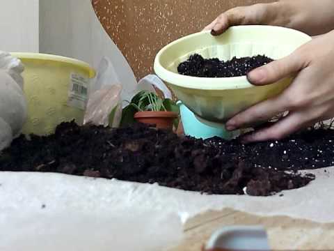 زرع ، تجديد ، قصاصات من calathea