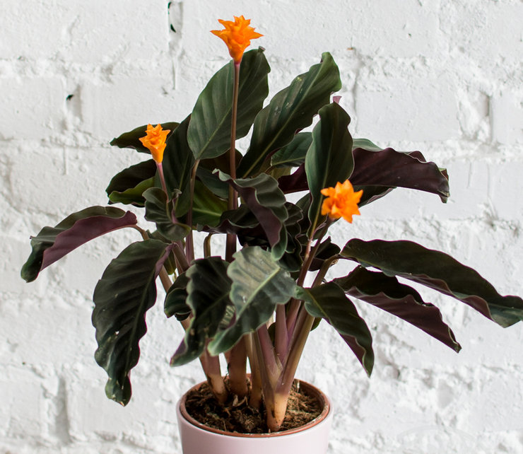 Pasning af calathea safran derhjemme